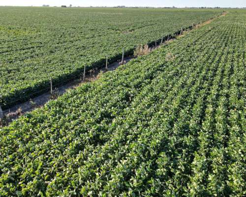 26 Ha Agrícolas. Suelo Clase 1. Depto San Jerónimo.