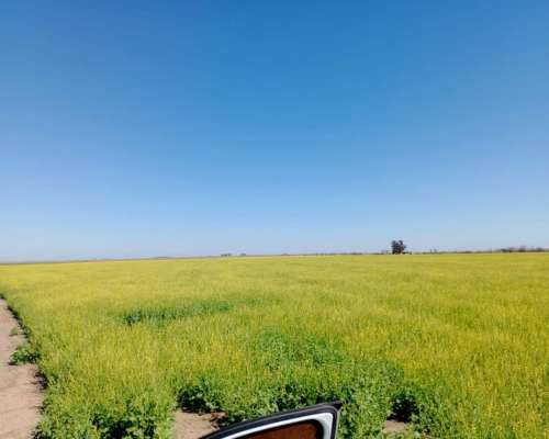 Vendo 92 Hs en Piamonte Precio 6500 la Hs