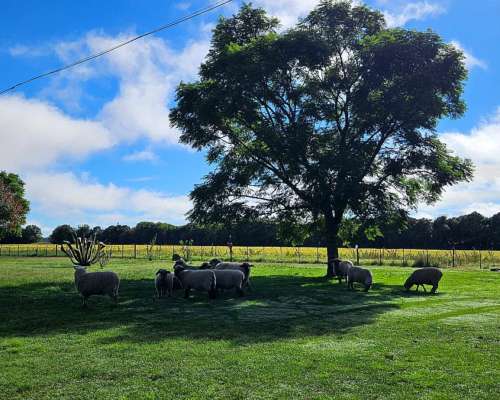 Campo Productivo de 67 Ha en Venta en Baradero Sobre Ruta