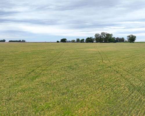 Pcia. de Santa FE - Wheelwright 511 Has