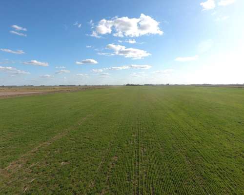 Udaquiola - 483 Ha - Buenos Aires