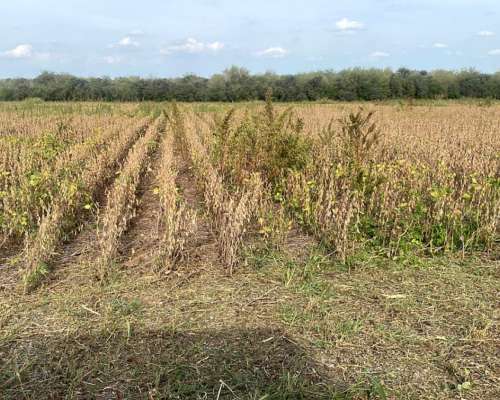 700 Has Norte Entre Ríos Venta