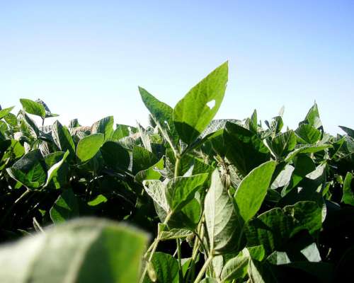 448ha con Riego Estancia Armada Maiz Soja Girasol Mani . STG