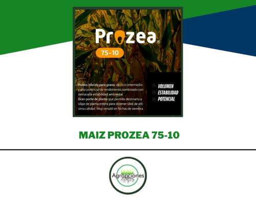Semilla de Maiz Prozea 75-10 - Semillero Produsem
