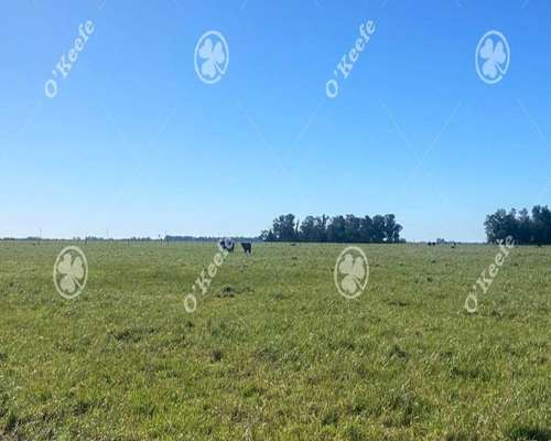 Campo en Venta de 450 Has en Magdalena. Ganadero