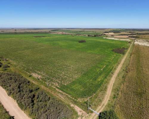 Las Vizcacheras, Pedernera, San Luis - 266 Ha