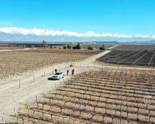 Se Vende Finca en Valle de UCO Mendoza. 300 Ha de Viñedo en