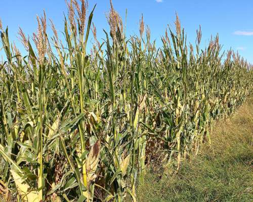 400 Hectareas en B. Larroude, la Pampa