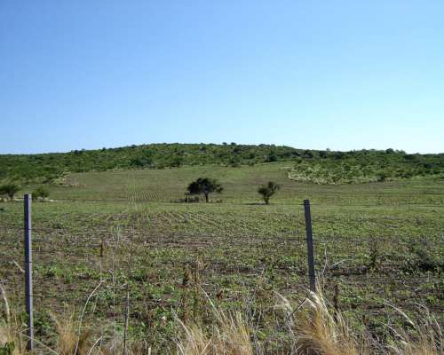 935 Hectareas en Villa Albertina