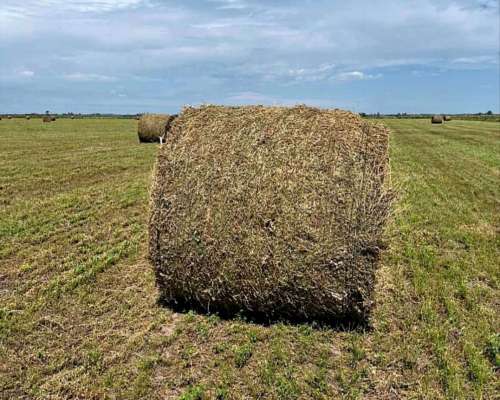 Vendo Rollos de Alfalfa