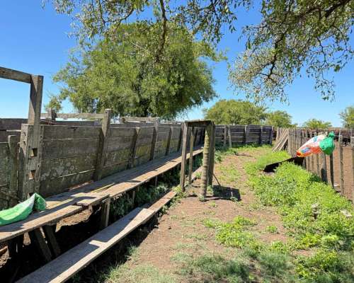 Campo en Venta 2500 HA. Ganadero. General Madariaga Retasado