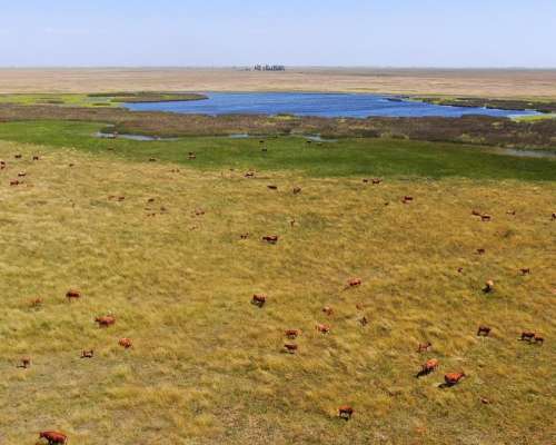 463 Has en Daireaux, BS. AS. - Ganadero - Venta