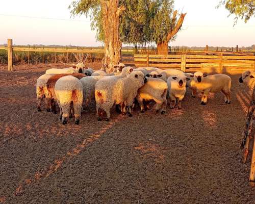 Madres Raza Hampshire Down