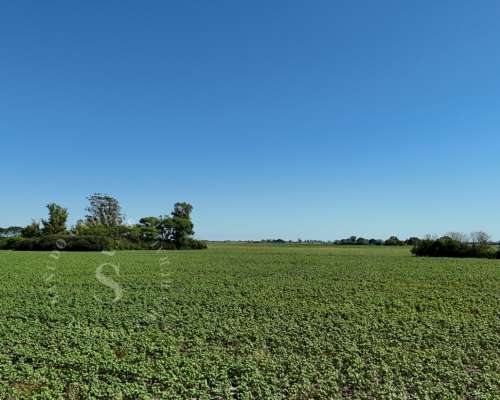 Venta Campo Agrícola. Calchaquí, Santa FE. 69 Hectáreas