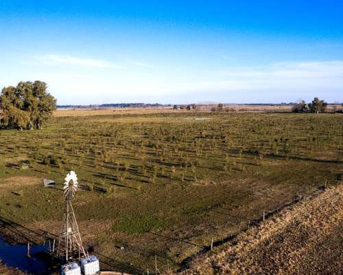 Campo en Venta en Marcos PAZ 48ha