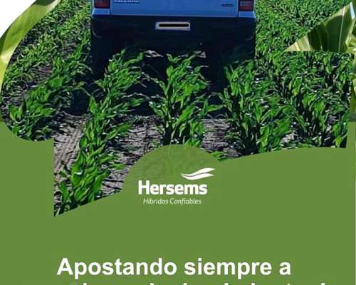 Maíz Hersems Hs 683 Btrr