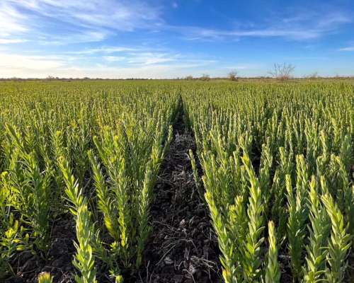 Arrendamiento Campo Ganadero en Sauce Corrientes