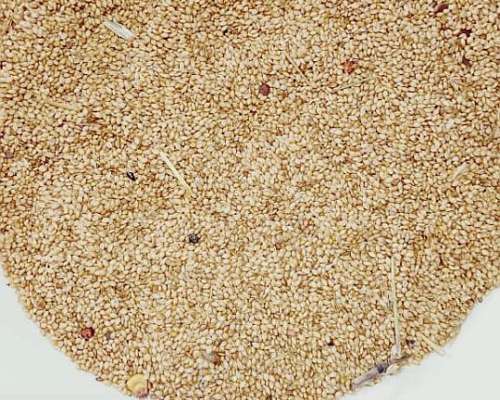 Semilla de Moha Ventilada en Bolsa ( 90%pg)