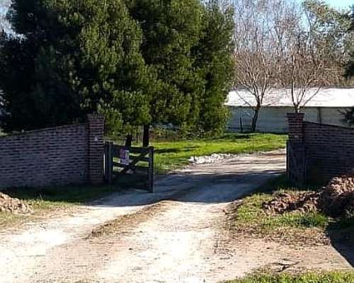 Granja Cria de Pollos Parrilleros en las Flores