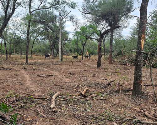 550ha Agroganaderas en Castelli, Chaco