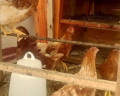 Gallinas Ponedoras Proximas a Poner.