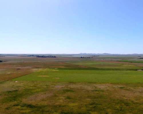 500 Has en Saavedra - BS. AS. - Agrícola - Venta