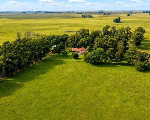 Martin Colman, Rauch, Buenos Aires - 550 Ha