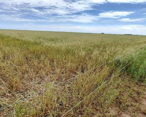 Venta Campo 665 Has Tornquist