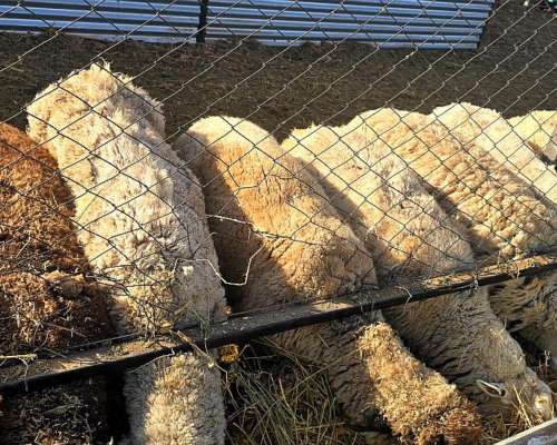 Vendo Piño de 60 Ovejas Preñadas y 1 Carnero Texel Puro