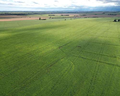 Venta 90 Has Berrotaran