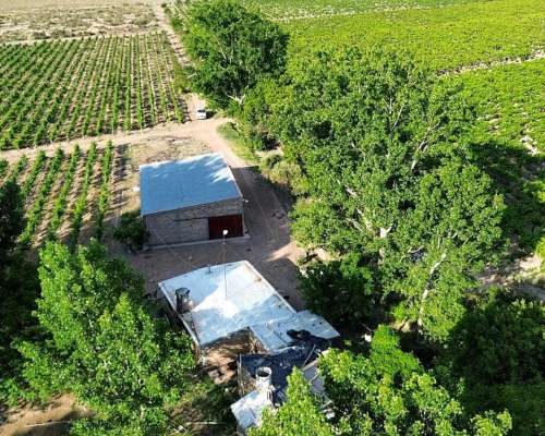 Finca Productiva con Pozo 29 Ha -san Martin - Mendoza