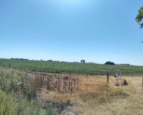 Vendo Campo Mixto Sobre Ruta Bolivar