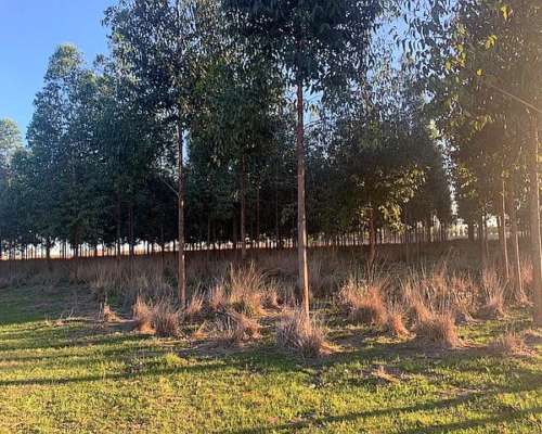 Corrientes Goya Campo Mixto Forestal Ganadero