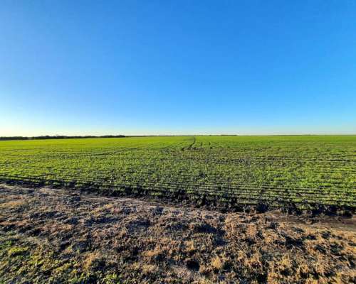248 Ha Mixtas Mayormente Agrícola. en Rosario del Tala