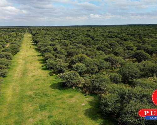 En Venta Campo Ganadero