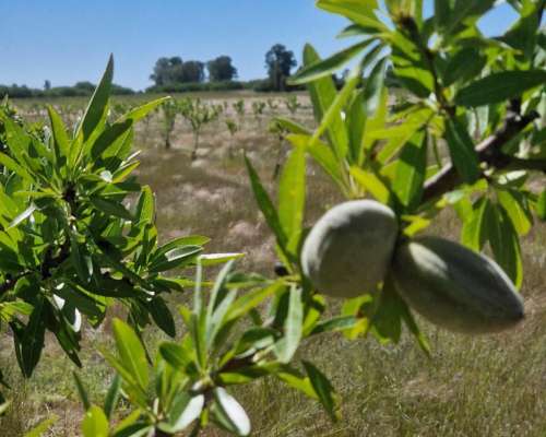19ha con Almendros,casa, Riego por Goteo.medanos- Villarino