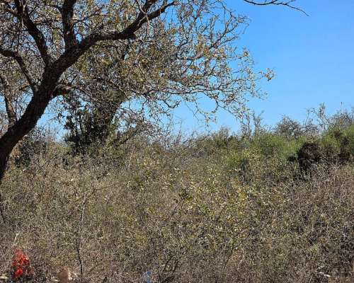 Vendo Campo en Colonia Dora 56 Has Santiago del Estero