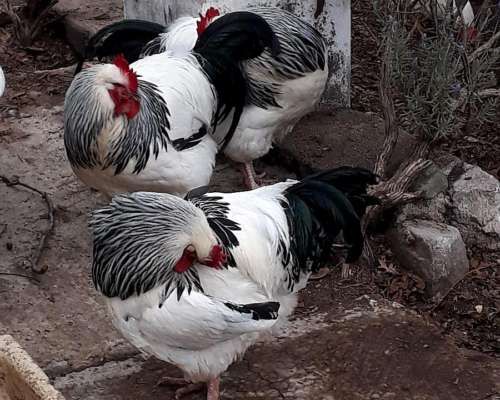 Vendo Tres Gallos Sussex Jóvenes muy Lindos