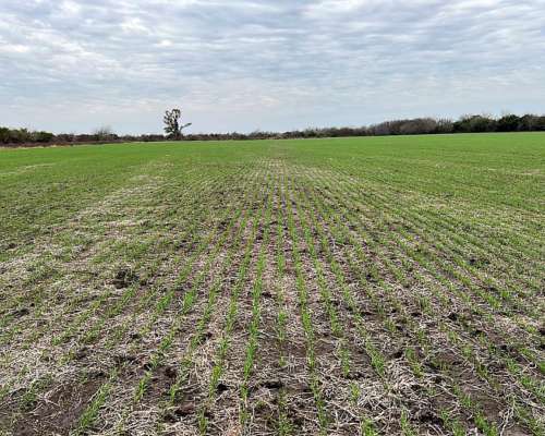 92 Ha Agrícolas. R. del Tala. Cerca de Ruta 39.- Trigo 2025