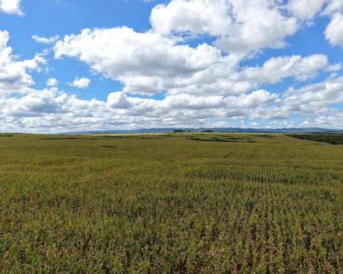 Pcia. de Salta - Rosario de la Frontera 906 Ha