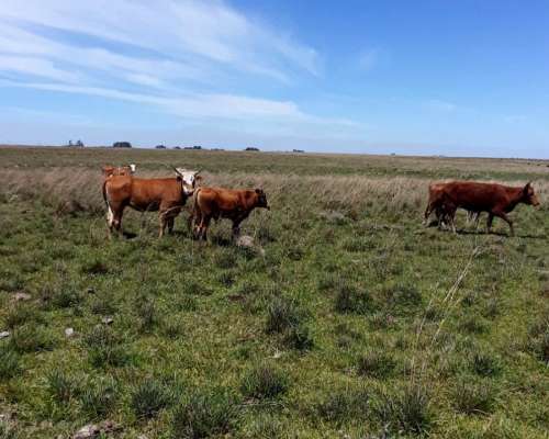 Campo con Salida a Esteros del Ibera