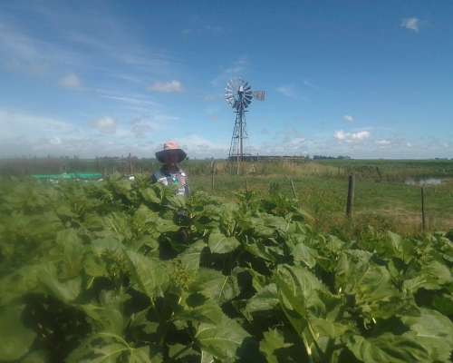 Campo de 80 Has Agricola Y,O Ganadero