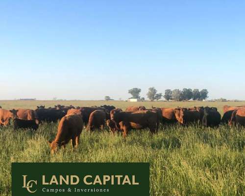 1800 HA, Ganadero-agric-trenque Lauquen
