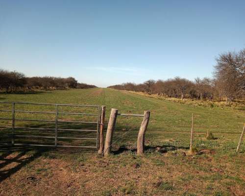 1600ha en Doblas la Pampa