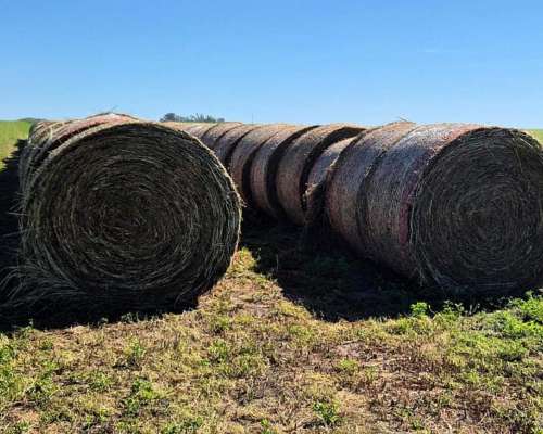 Vendo Rollos de Alfalfa