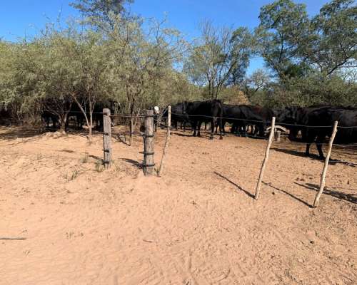 Venta de Campo Ganadero, Providencia, Sgo. del Estero, Arg.