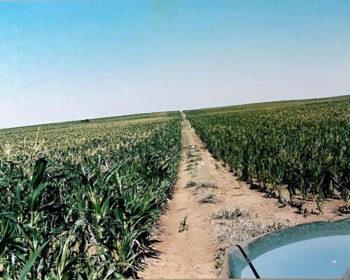 Villa Mercedes SUR (travesia) 1.900 Has Agricolas
