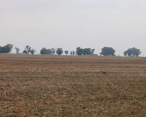 Campo en Venta 800 HA. Mixto. Carlos Casares. Oportunidad.