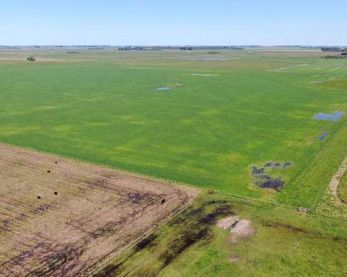 163 Has en Chascomús, Buenos Aires - Mixto - Venta