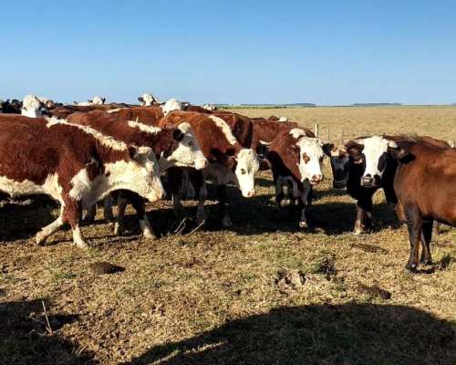 2700 Hectáreas Ganaderas en Ceibas en Gualeguaychú.